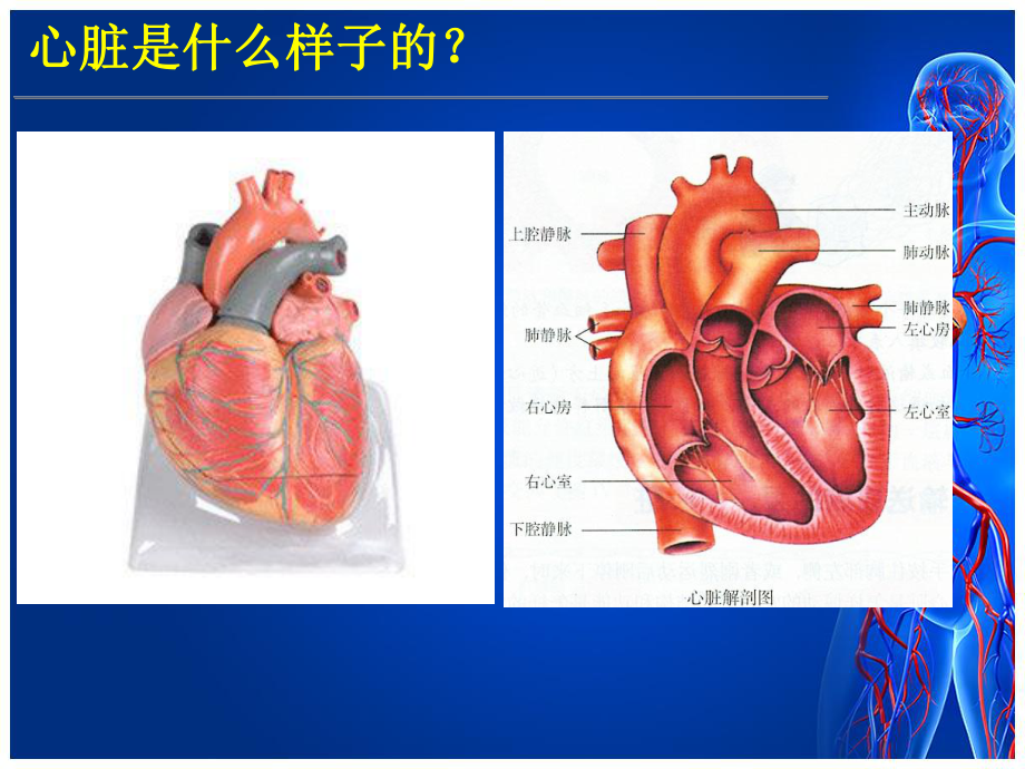 冠心病科普课件(PPT演示).ppt_第3页