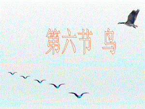 第六节鸟吕中肖鹏精品教育.ppt