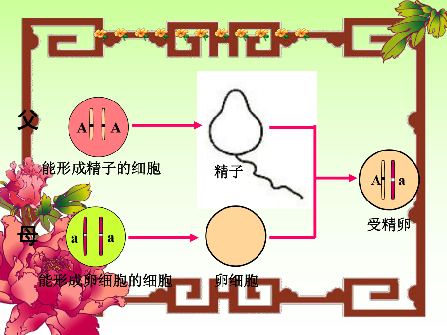 第二章第三节基因的显性和隐性精品教育.ppt_第3页