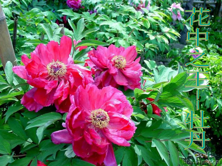 第五章第五节植物的开花和结果第1课时课件苏教版精品教育.ppt_第3页