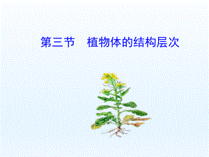 第三节植物体的结构层次精品教育.ppt