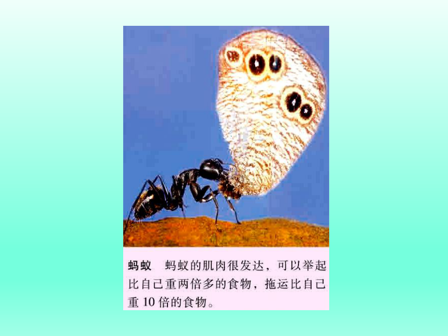 第二节动物的运动依赖于一定的结构精品教育.ppt_第2页