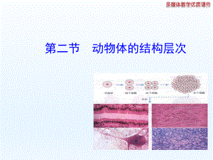 第二节动物体的结构层次精品教育.ppt