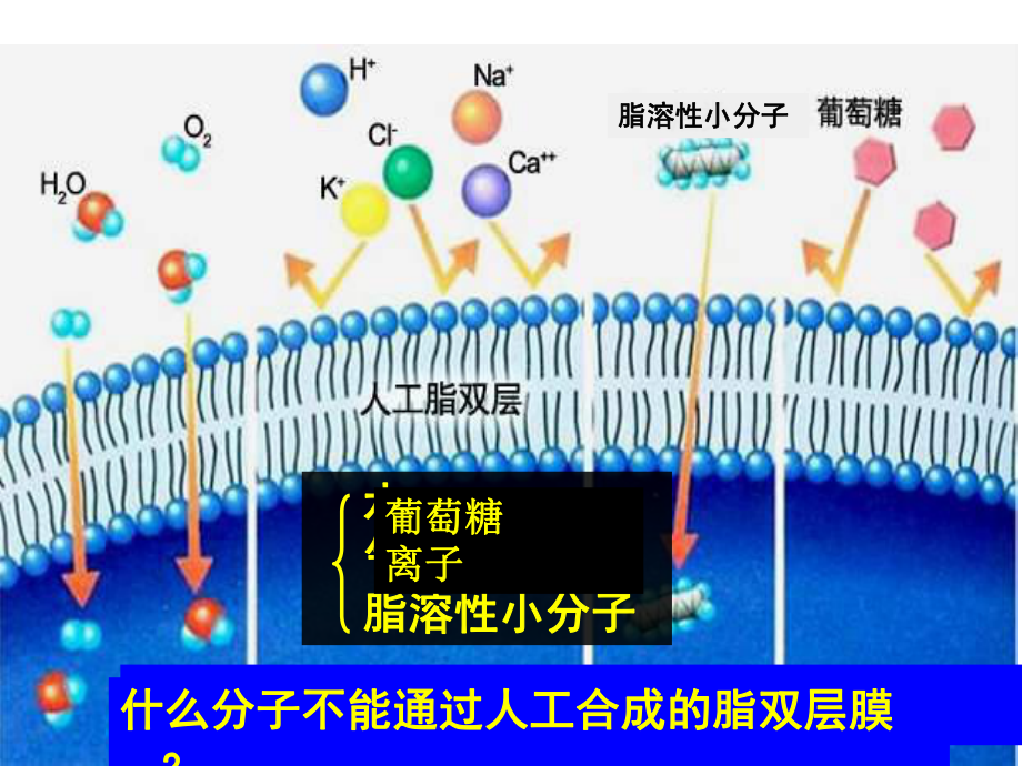 第四章第三节物质的跨膜运输的方式精品教育.ppt_第3页