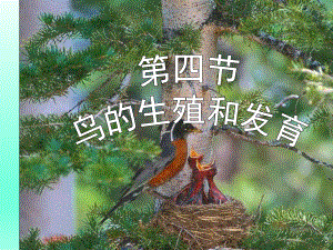 第四节鸟的生殖和发育精品教育.ppt