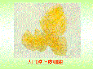 第四节细胞的生活精品教育.ppt