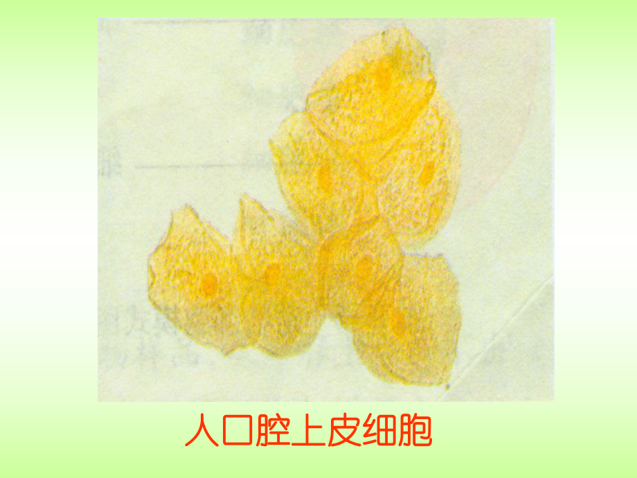 第四节细胞的生活精品教育.ppt_第1页