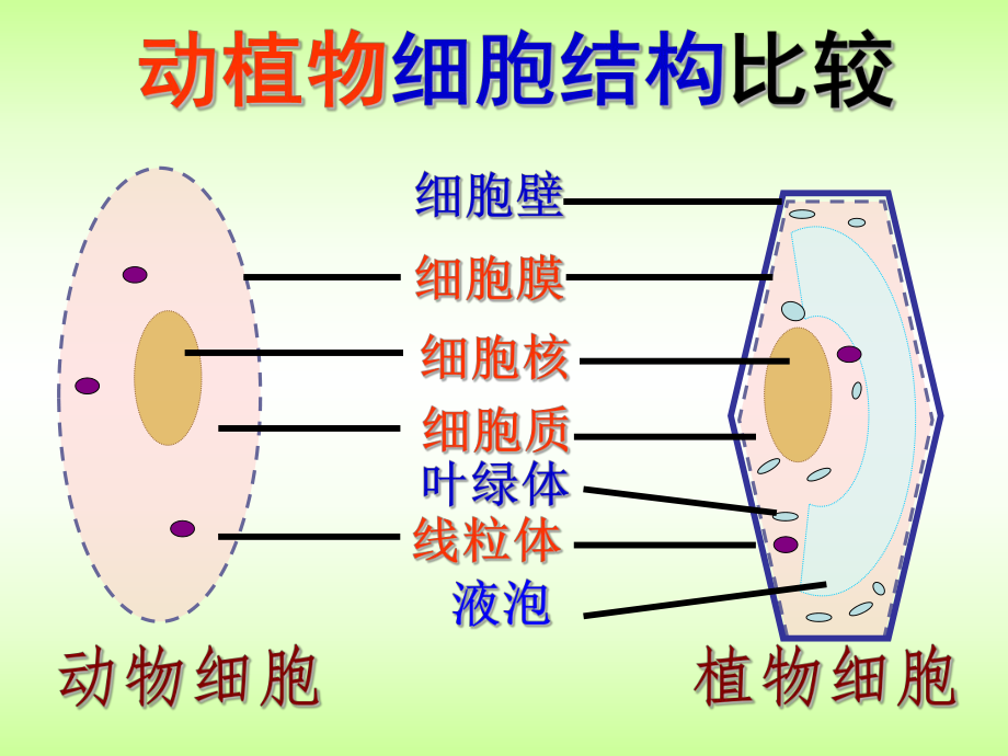 第四节细胞的生活精品教育.ppt_第2页