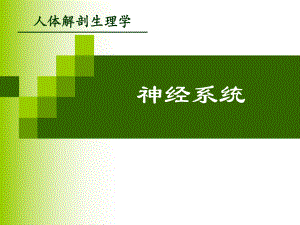 神经系统的结构.ppt