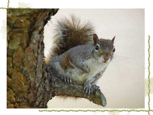 课件跑进家来的松鼠精品教育.ppt