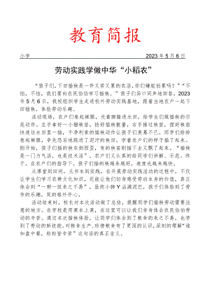 组织学生体验插秧活动简报.docx
