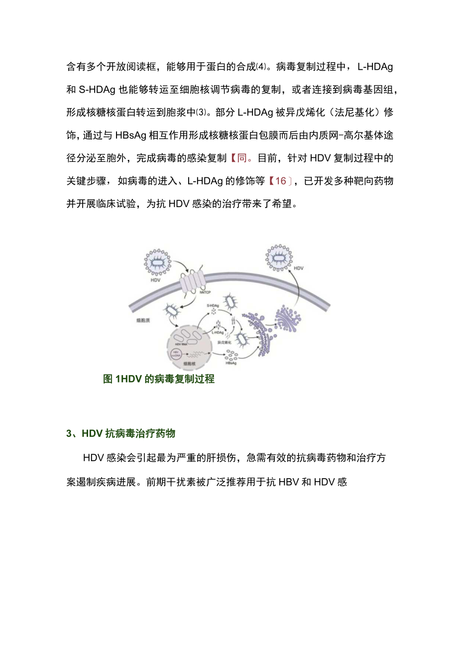 2023丁型肝炎抗病毒治疗药物的研究进展(全文).docx_第3页