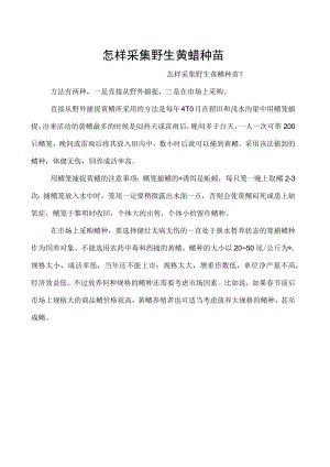 怎样采集野生黄鳝种苗.docx