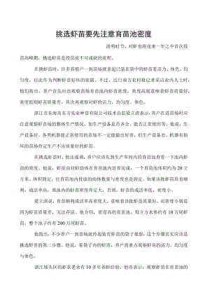挑选虾苗要先注意育苗池密度.docx