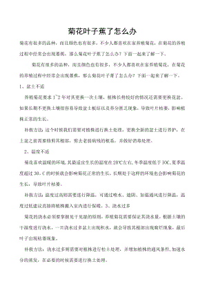 菊花叶子蔫了怎么办.docx