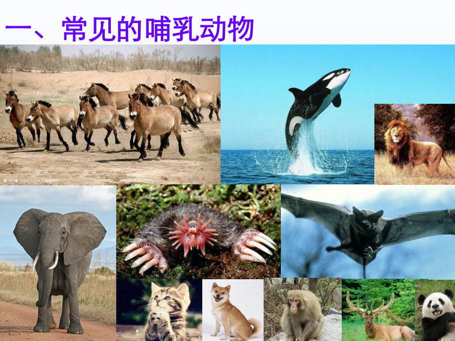 第七节哺乳动物精品教育.ppt_第2页