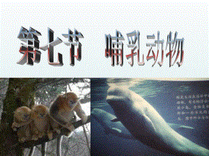 第七节哺乳动物精品教育.ppt