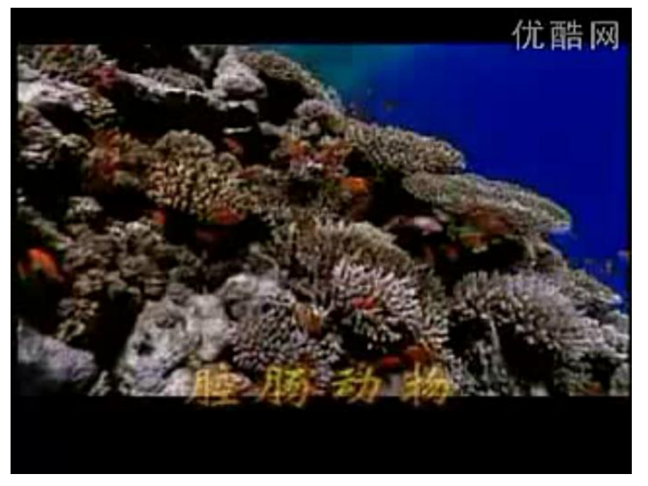 第一节腔肠动物和扁形动物0902精品教育.ppt_第3页