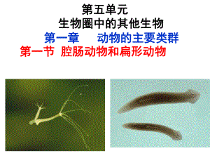 第一节腔肠动物和扁形动物课件精品教育.ppt