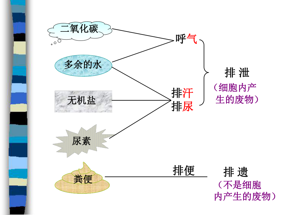 第一节尿的形成和排出精品教育.ppt_第2页