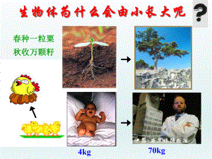 第一节细胞通过分裂产生新细胞2精品教育.ppt
