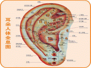 针灸人体穴位图大全.ppt