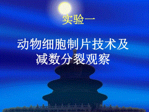 遗传实验减数分裂.ppt