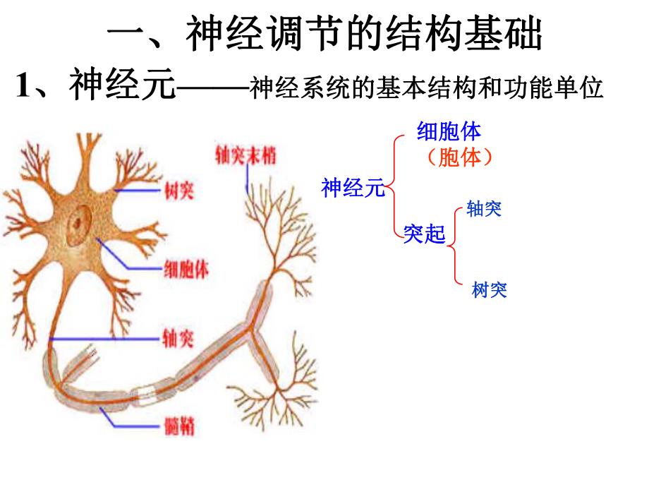 通过神经系统的调节讲课文稿完成.ppt_第2页