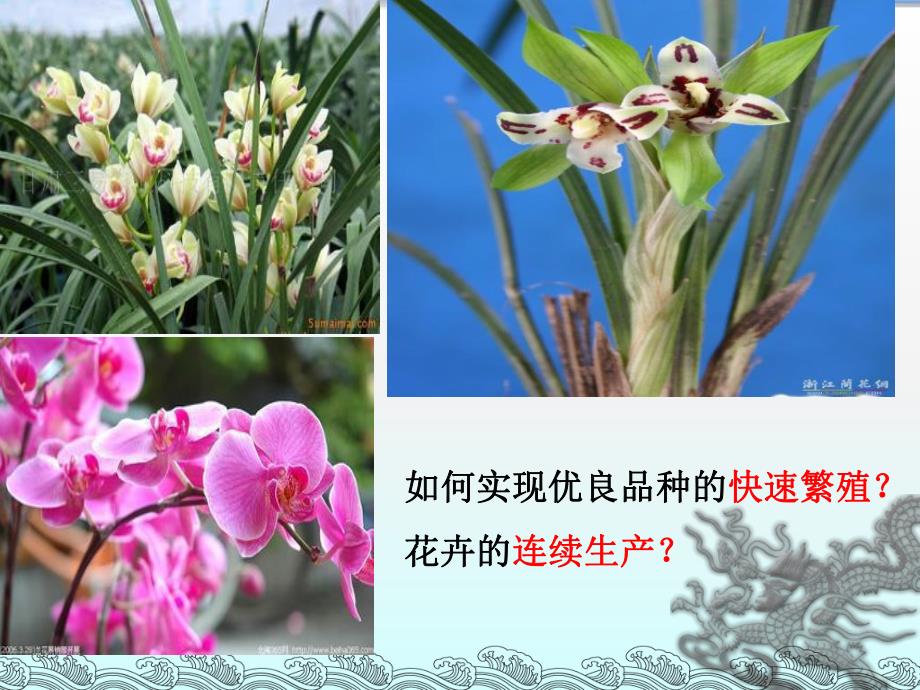 选修1菊花的组织培养.ppt_第1页