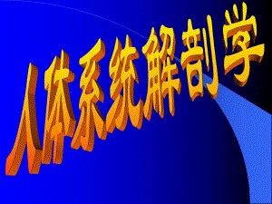 针灸针刀等解剖学基础.ppt