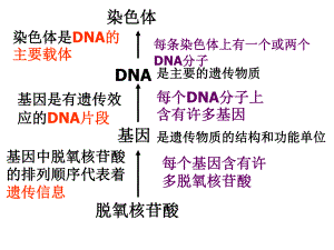 选修班复习1探索遗传物质.ppt