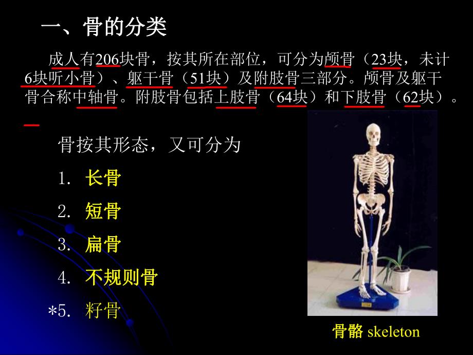 骨学与关节学总论.ppt_第3页