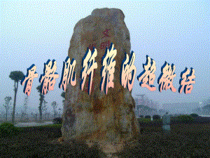 骨骼肌的超微结构.ppt