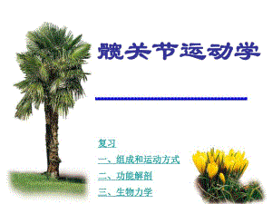 髋关节运动学.ppt