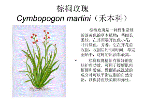 芳香植物资源6.ppt