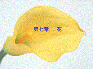 花的形态及发育.ppt