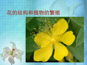 花的结构和植物的繁殖.ppt