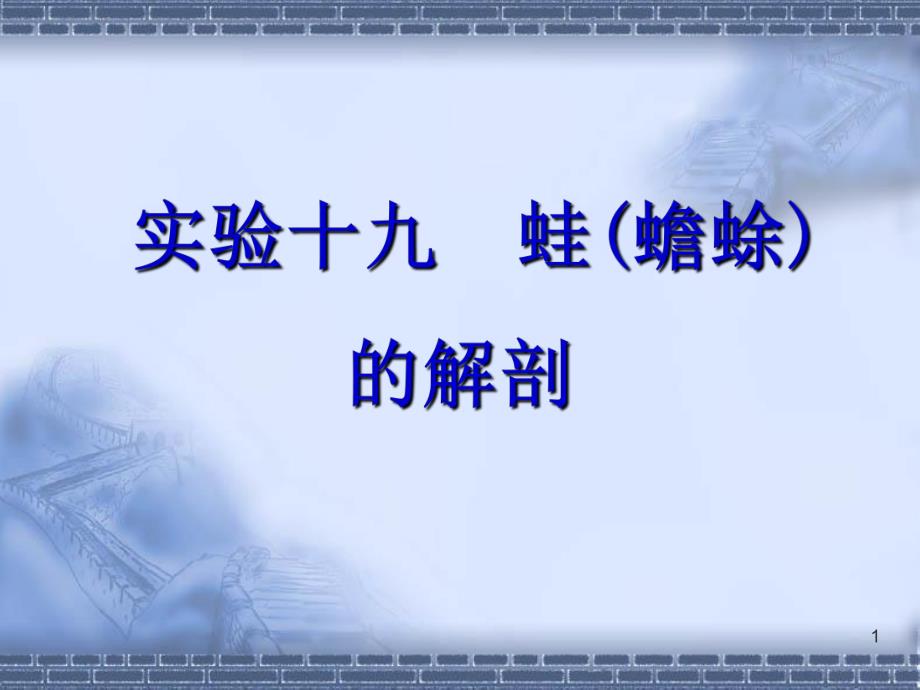 蟾蜍青蛙的外形与内部解剖观察.ppt_第1页