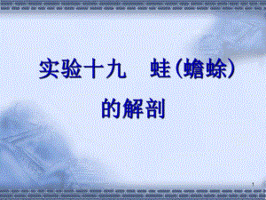 蟾蜍青蛙的外形与内部解剖观察.ppt