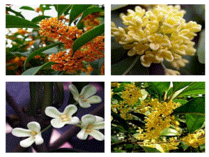 苏教版桂花雨PPT课件.ppt