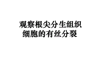 观察植物细胞的有丝分裂.ppt