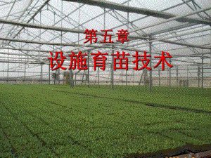 设施育苗技术.ppt
