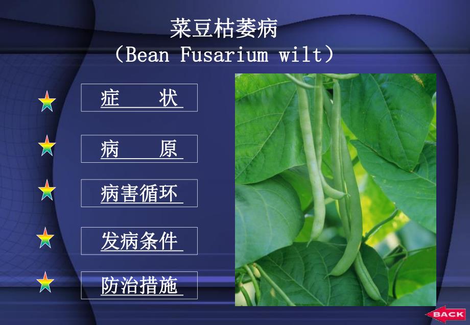 豆科蔬菜病害.ppt_第2页
