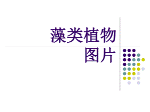 藻类植物图片.ppt