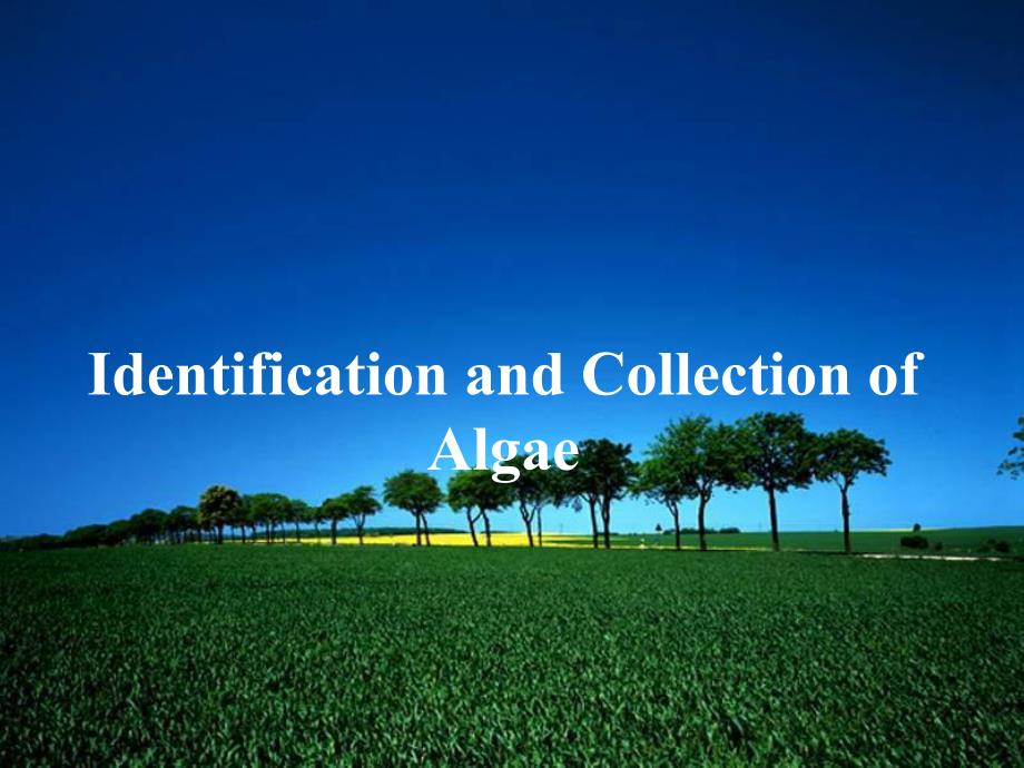 藻类的采集和鉴定.ppt_第1页