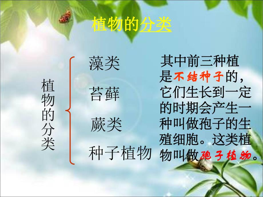 藻类苔藓和蕨类植物PPT.ppt_第3页