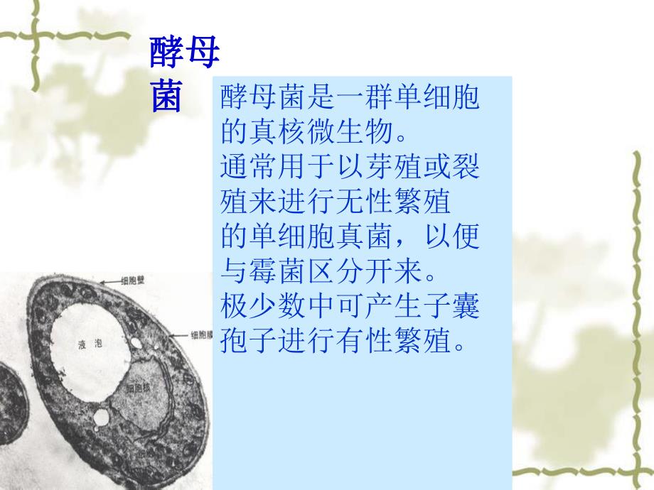 酵母菌与霉菌.ppt_第2页