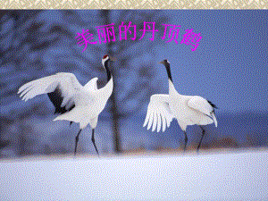 美丽的丹顶鹤3.ppt