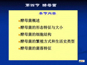 酵母演示文稿1.ppt