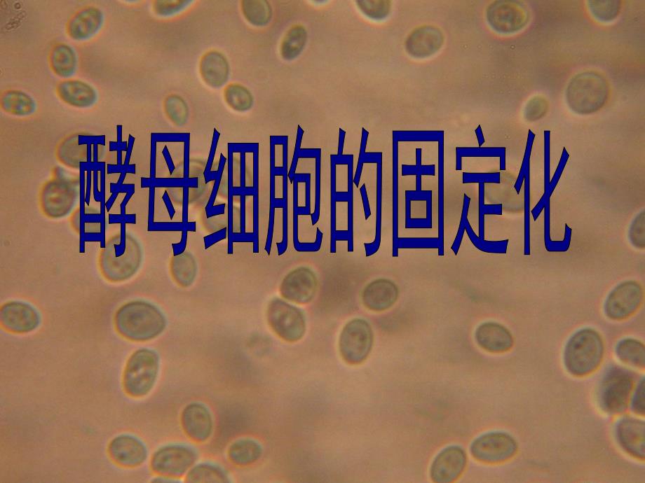 酵母细胞的固定化.ppt_第1页